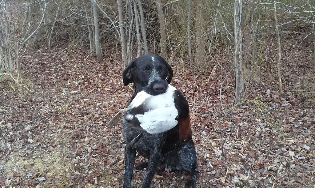 lets see those hunting dog pics Page 3 New Jersey Hunters